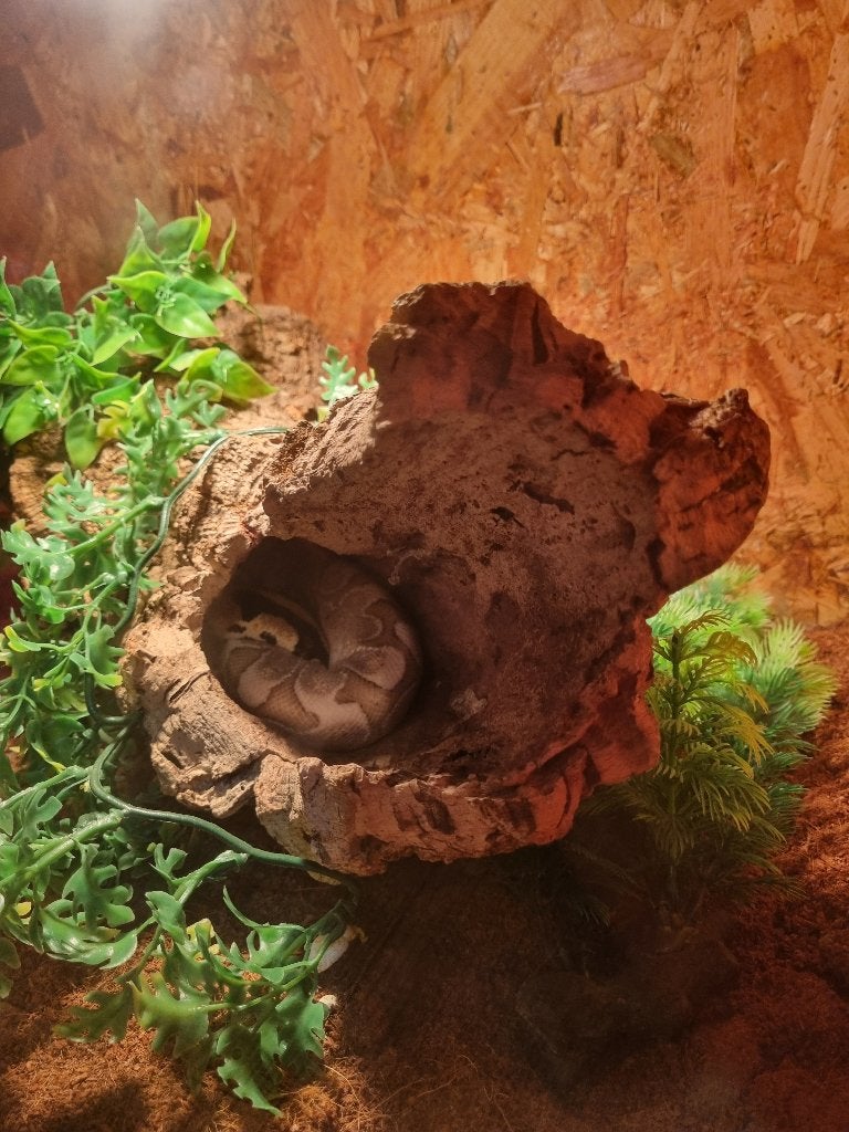 2 Koningspythons Ball Python photo 3