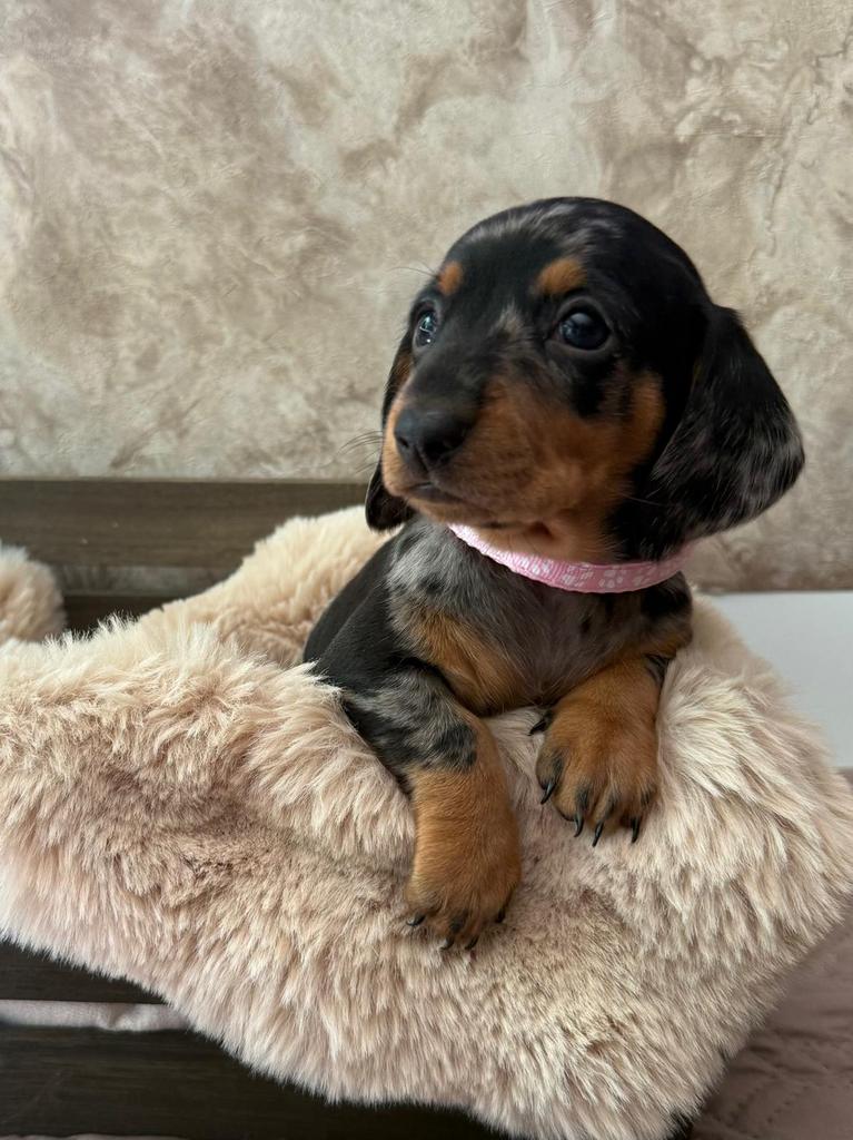 Prachtige dwerg teckels, Dieren en Toebehoren, Honden | Teckels en Dashonden, Parvo, 8 tot 15 weken, Korthaar, Dwerg