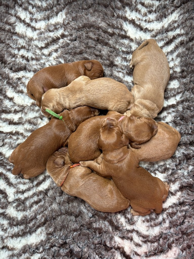 Pure ALF4 Australian Labradoodle pups, Dieren en Toebehoren, Overige rassen, 8 tot 15 weken, Meerdere, Meerdere dieren