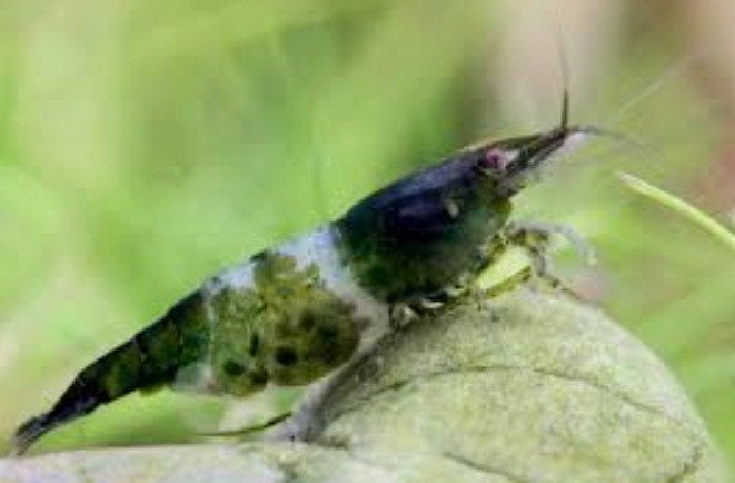 Green Rilli garnalen uit Taiwan!, Kreeft, Krab of Garnaal, Zoetwatervis