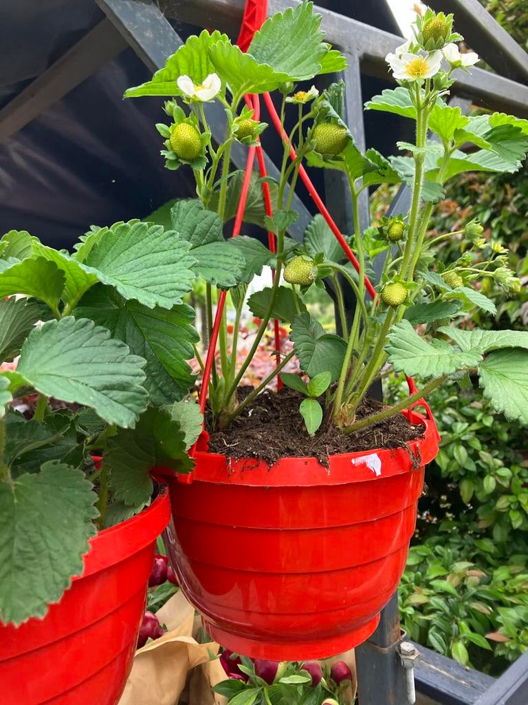 Aardbeienplanten: Favori, Ostara, Ophalen, Volle zon, Vaste plant, Fruitplanten