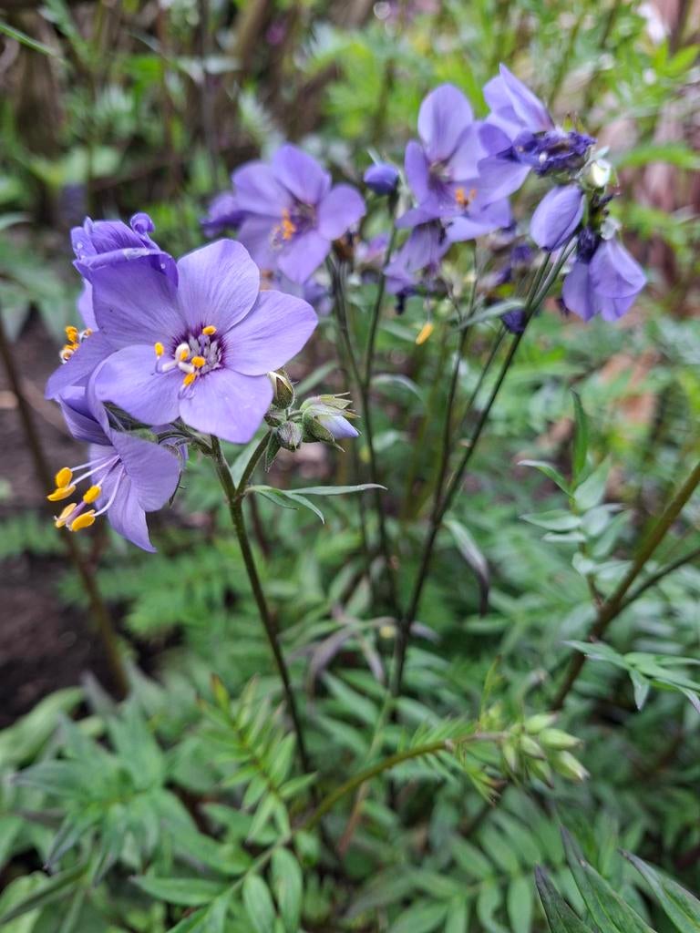 Polemonium 'Bressingham Purple' - Jacobsladder, Vaste plant, Halfschaduw, Lente, Ophalen