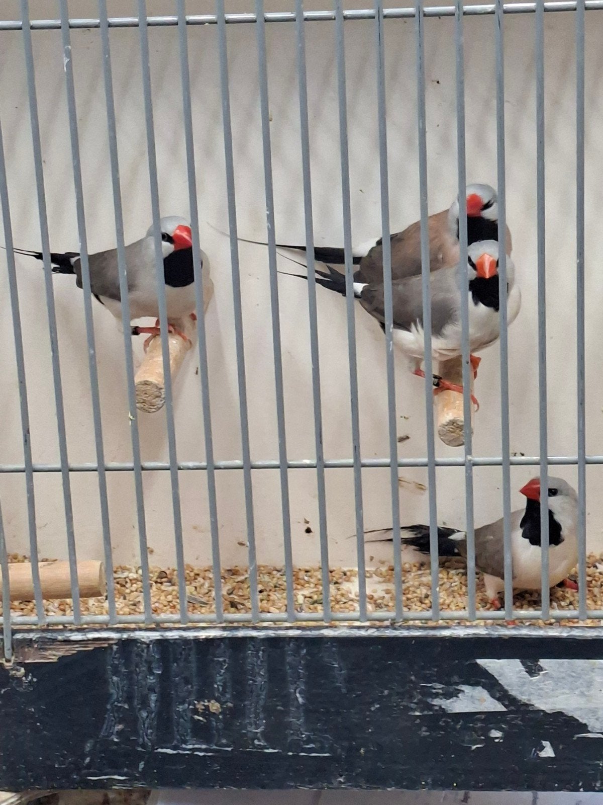 2 koppels grijze spitsstaarten, Meerdere dieren