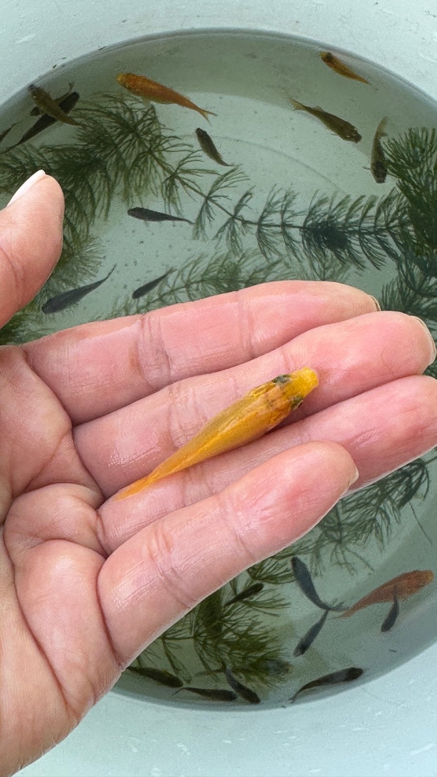 Baby koi mixed fishes!, Karper of Koi
