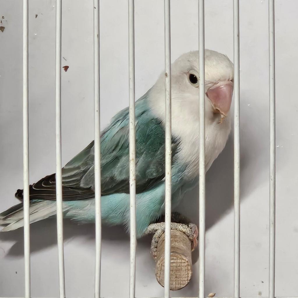 Blauw opaline split dilute pop, Dieren en Toebehoren, Vogels | Parkieten en Papegaaien, Vrouwelijk, Dwergpapegaai of Agapornis