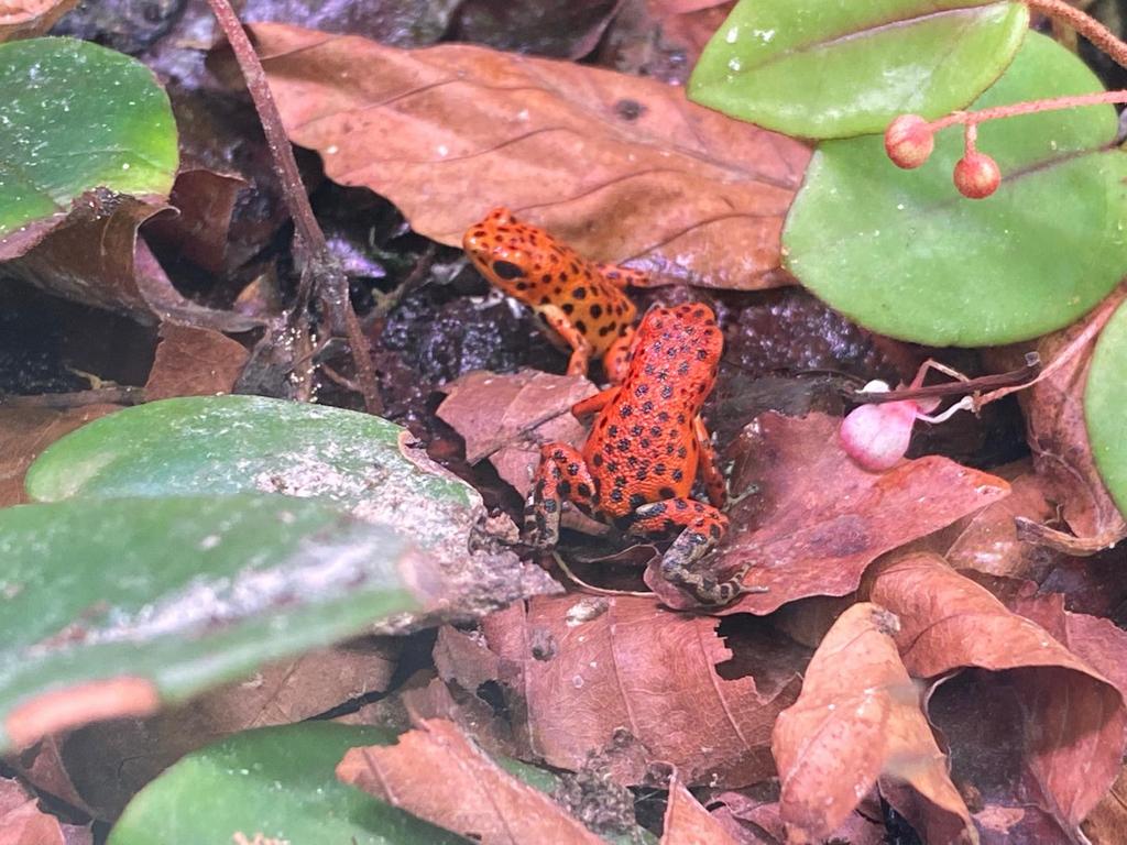 Oophaga Pumilio “Bastimentos” 0.0.4, Amfibie, 0 tot 2 jaar