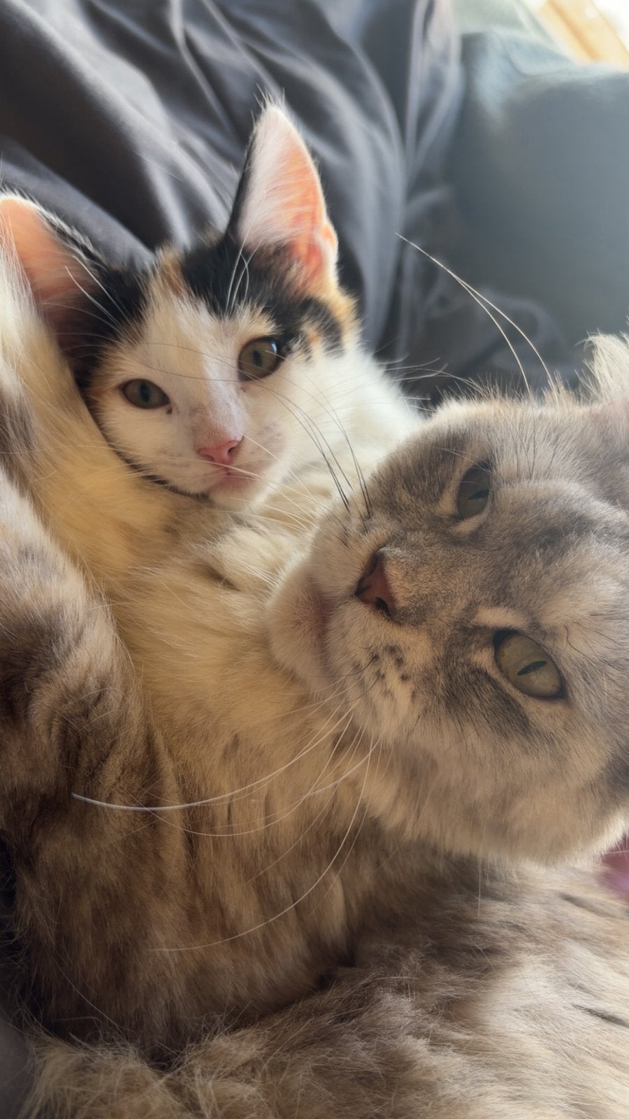 Mooi meisje tekoop, kruising maine coon, Poes, Met stamboom