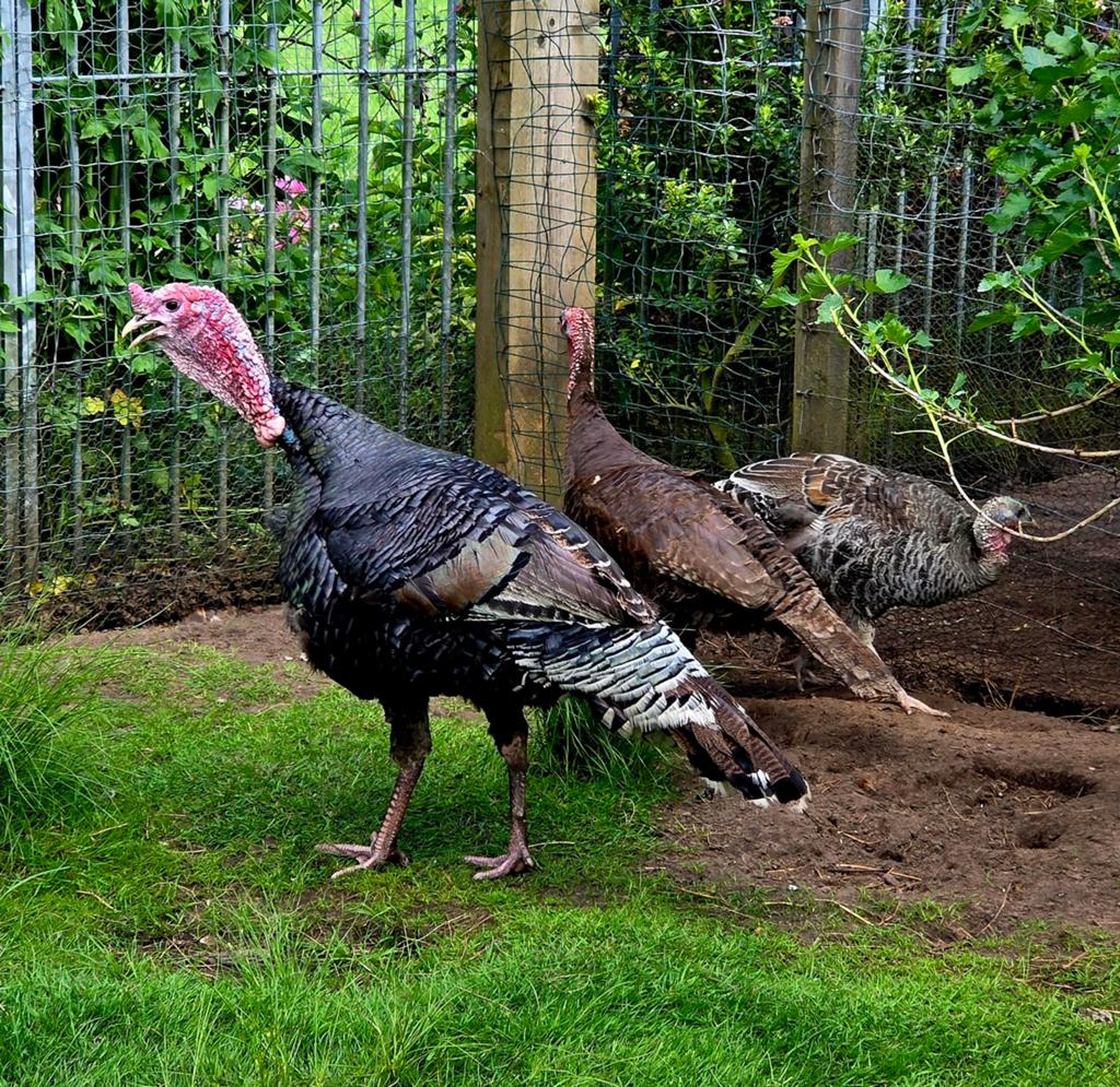 Koppel kalkoenen, Dieren en Toebehoren, Pluimvee, Meerdere dieren, Kalkoen