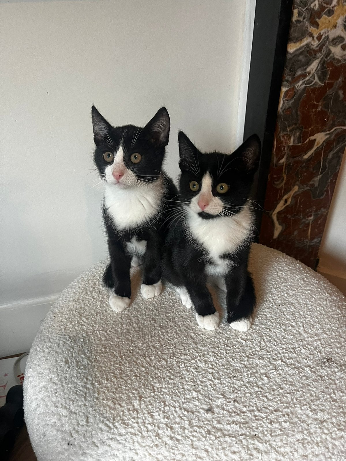 2 Lieve katters zoeken 1 nieuw huisje, Dieren en Toebehoren, Katten en Kittens | Overige Katten, Kater, Kortharig, 0 tot 2 jaar