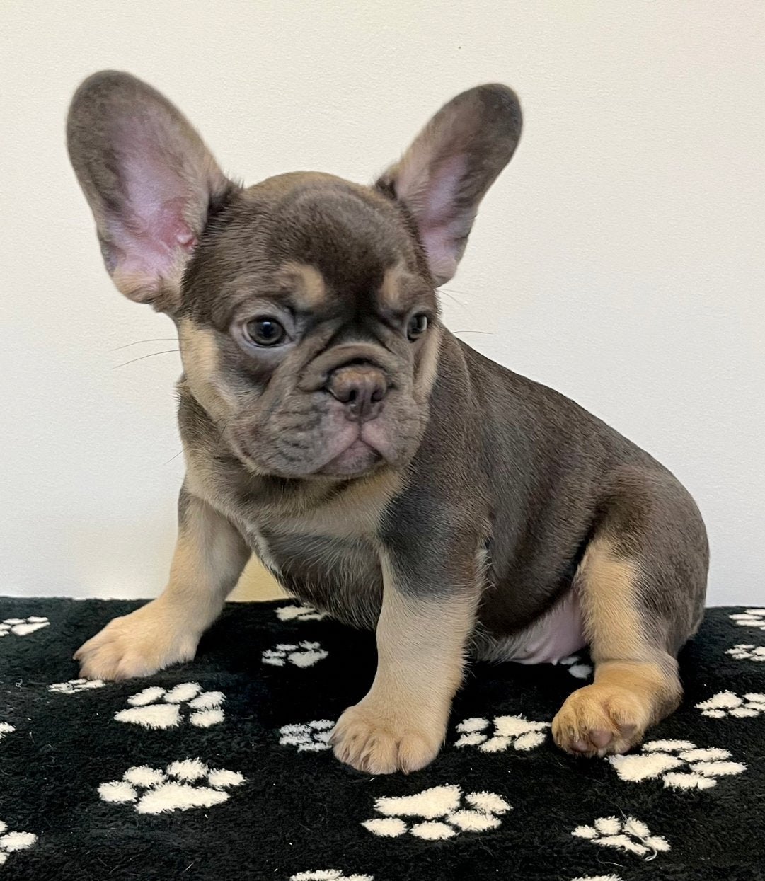 Prachtige Lilac en Blue Tan Fransebulldogpups, Dieren en Toebehoren, 15 weken tot 1 jaar, Buitenland, Parvo, Bulldog