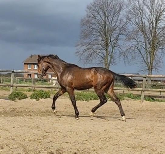 Prachtige grote 2 jarige springruin met veel potentie! ‼️, Springpaard, Met stamboom, Ruin, 0 tot 2 jaar