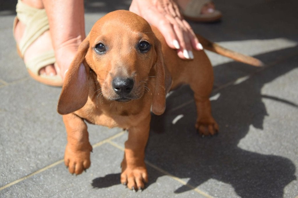 Knap Teckel reutje, Dieren en Toebehoren, Honden | Teckels en Dashonden, Parvo, Reu, 8 tot 15 weken, Korthaar