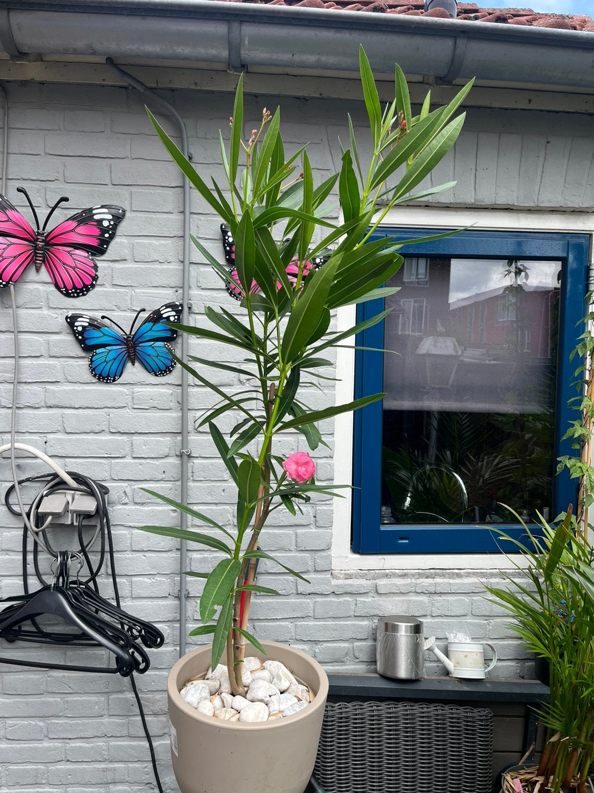 Mooie gezonde oleander met pot komt nog in bloei, Tuin en Terras, Ophalen, Zomer, Vaste plant, Volle zon