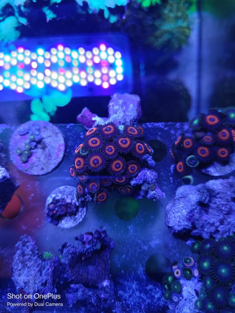 Eagle eyes Zoanthids, Dieren en Toebehoren, Zoutwatervis