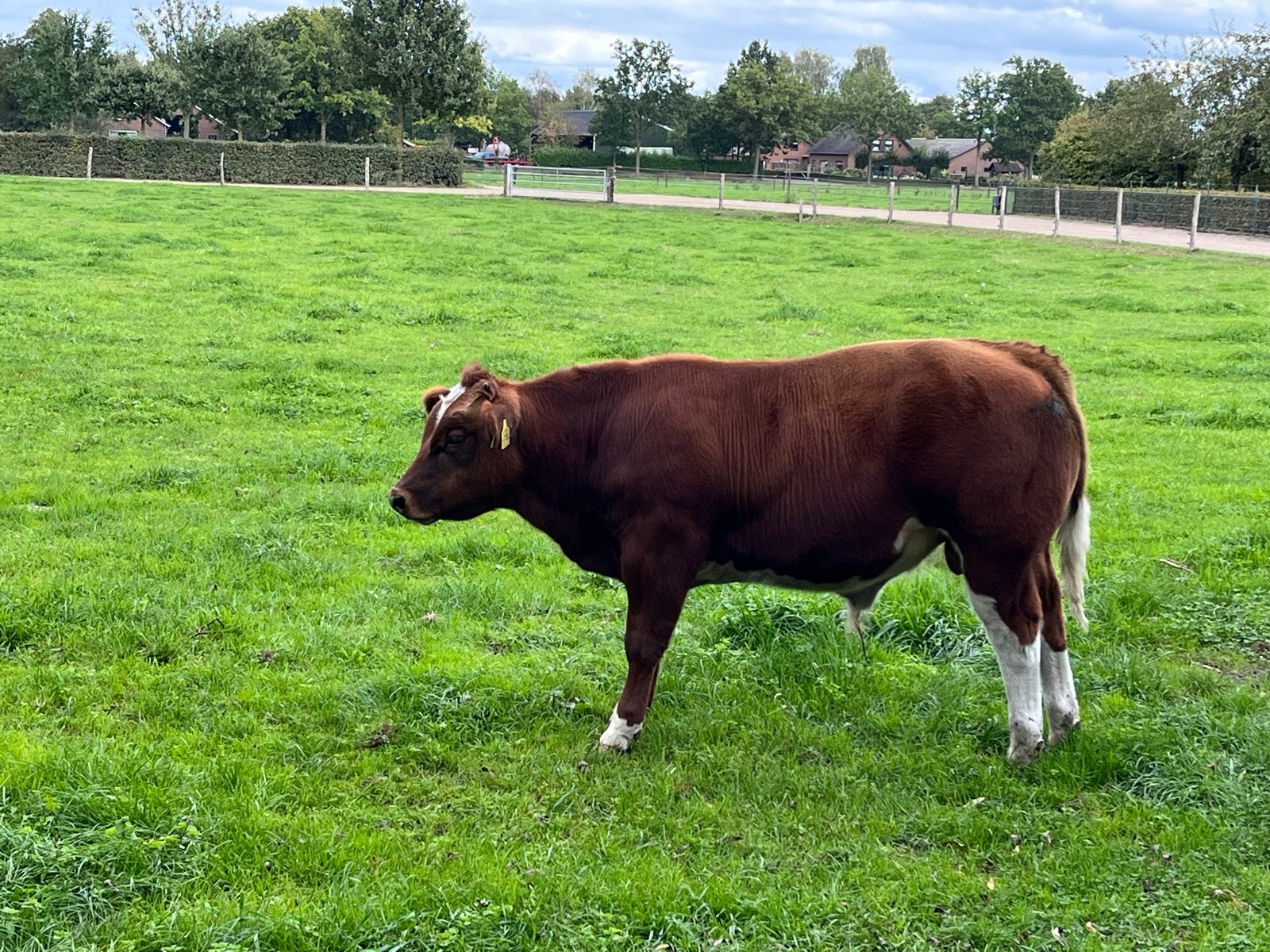 Mooie  dikbilstier, Ophalen, Vee