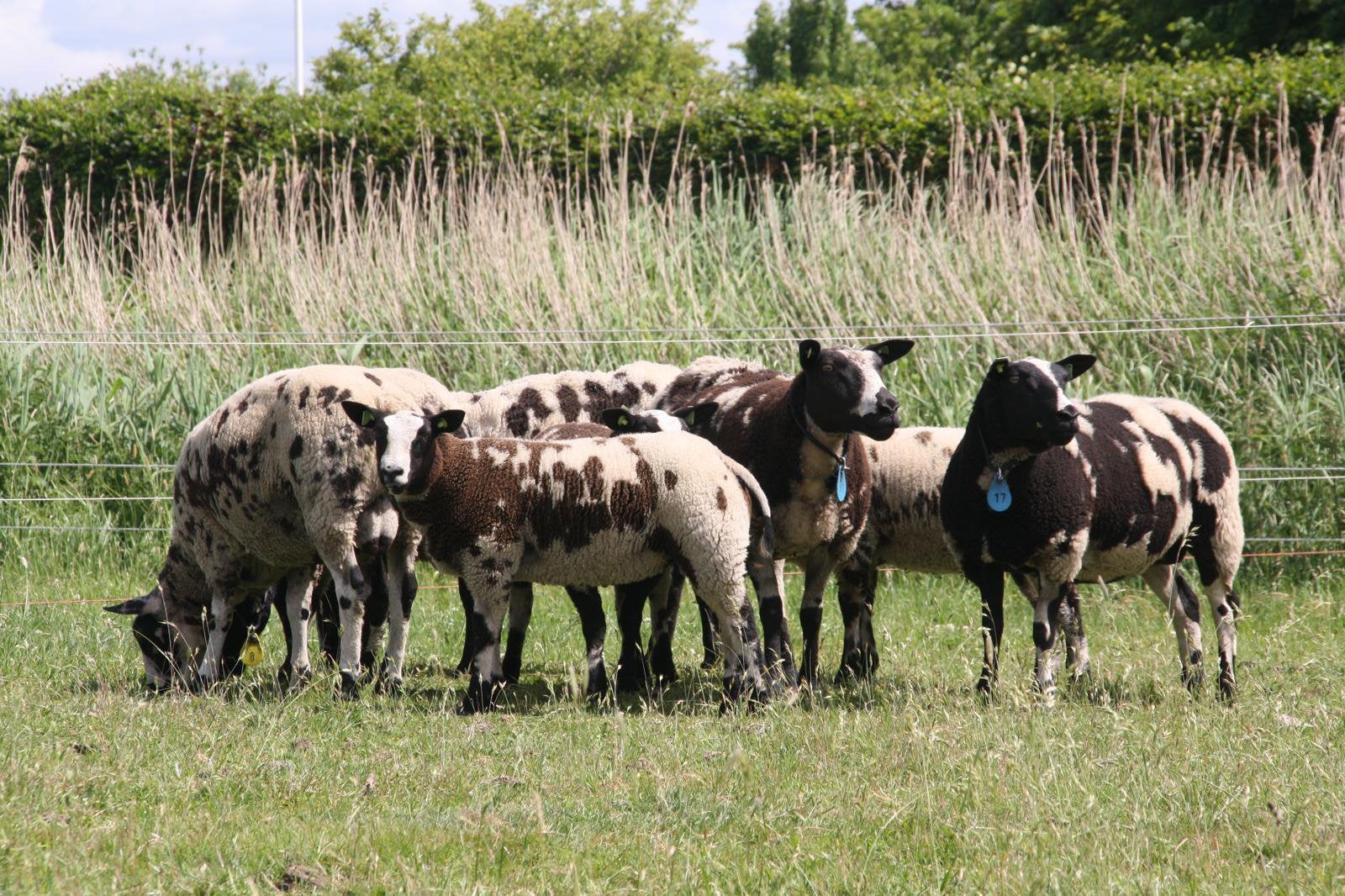 Koppel bonte schapen, Dieren en Toebehoren, Meerdere dieren, Schaap