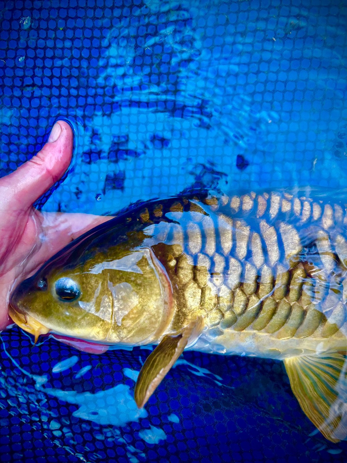 Chagoi aragoke female 50 cm marusei, Dieren en Toebehoren, Karper of Koi