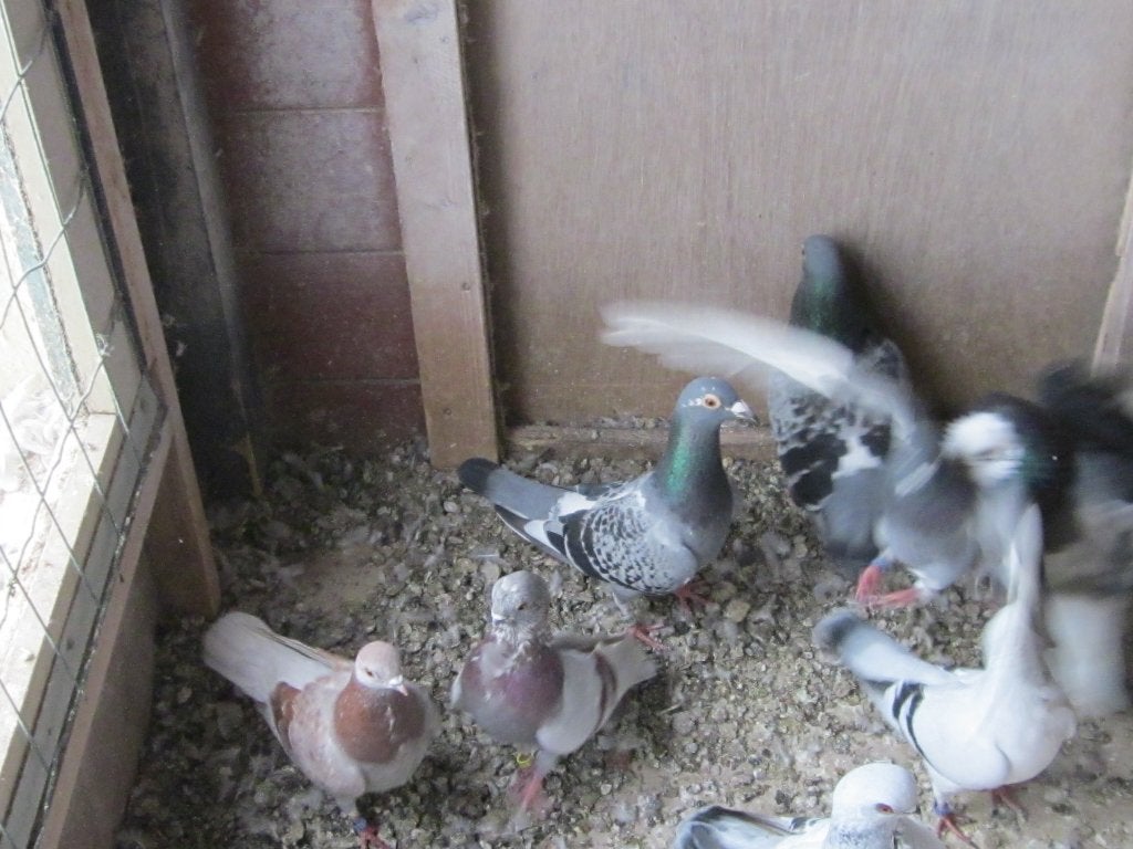 figuritas meeuwen, Dieren en Toebehoren, Meerdere dieren, Overige soorten