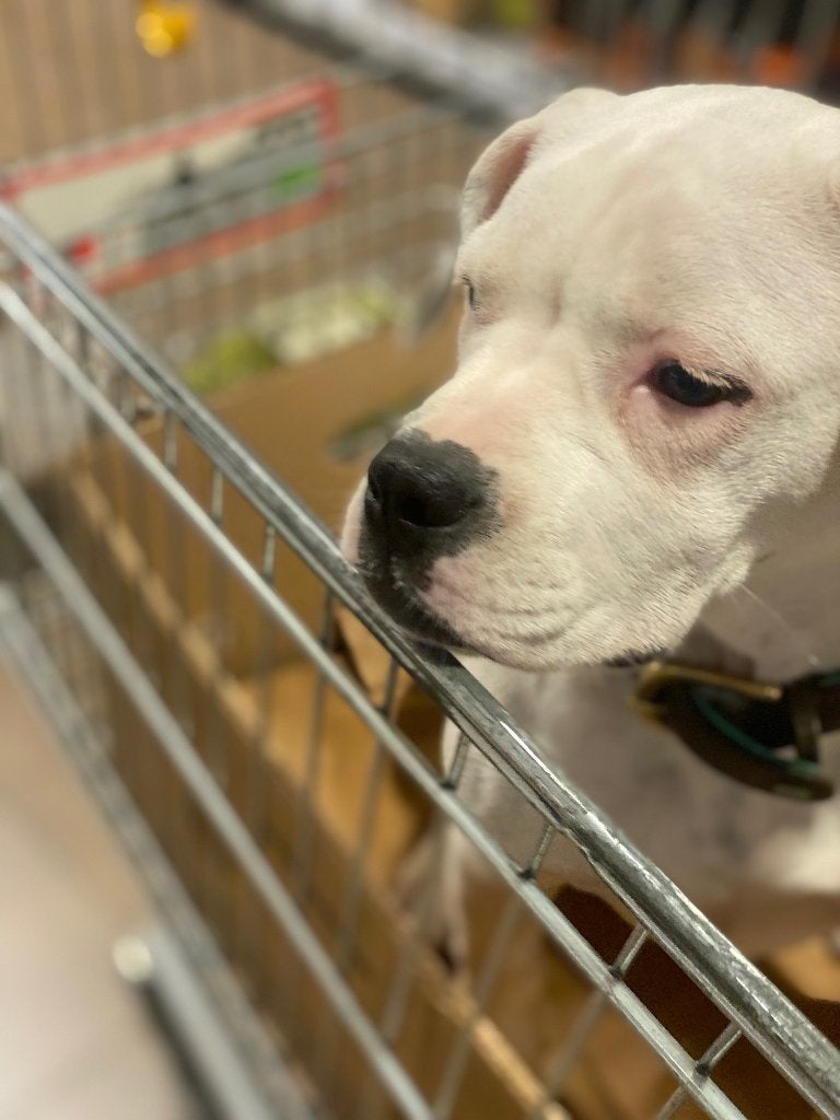 Witte kleine pocket bully teefje, 1 tot 2 jaar, Teef, Parvo, Bulldog