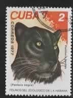 Katachtigen - Cuba - 2258 - Zwarte Panter - gebr, Ophalen of Verzenden, Gestempeld, Dier of Natuur