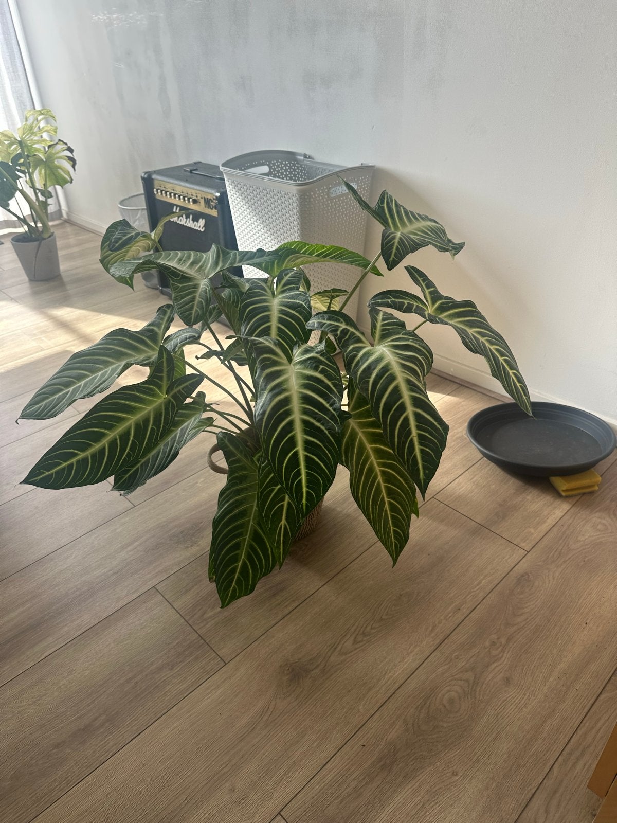 Caladium Lindenii - Prachtige Kamerplant, Binnen, Overige materialen, Ophalen of Verzenden, Onderhoudsvrij