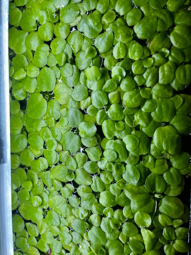 Te koop: Amazone Kikkerbeet / Limnobium laevigatum, Dieren en Toebehoren, Vissen | Aquaria en Toebehoren, Ophalen of Verzenden