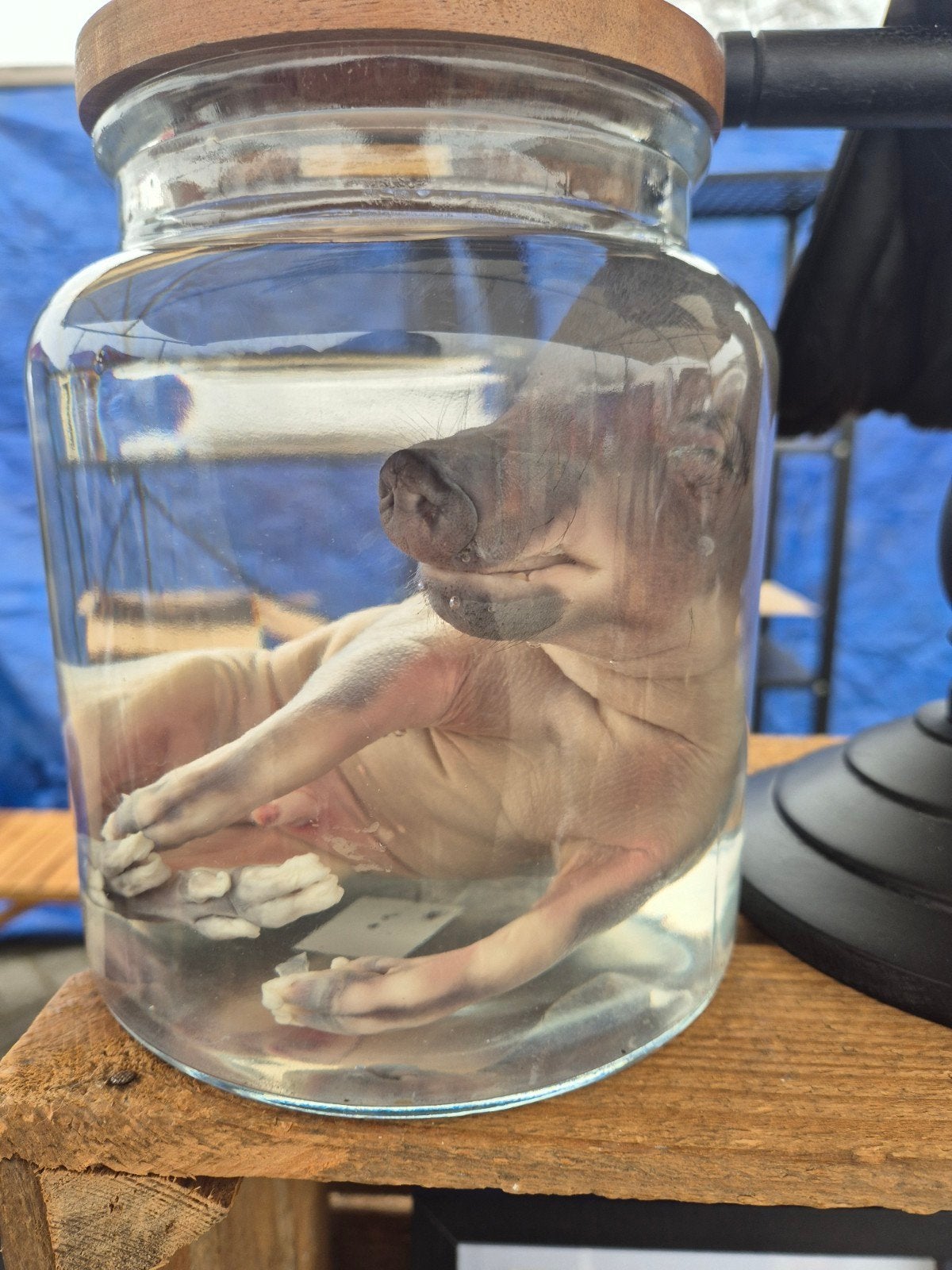 Te koop: Evert zwijn biggetje/frisling op sterk water, Verzamelen, Dierenverzamelingen, Ophalen of Verzenden, Nieuw, Wild dier