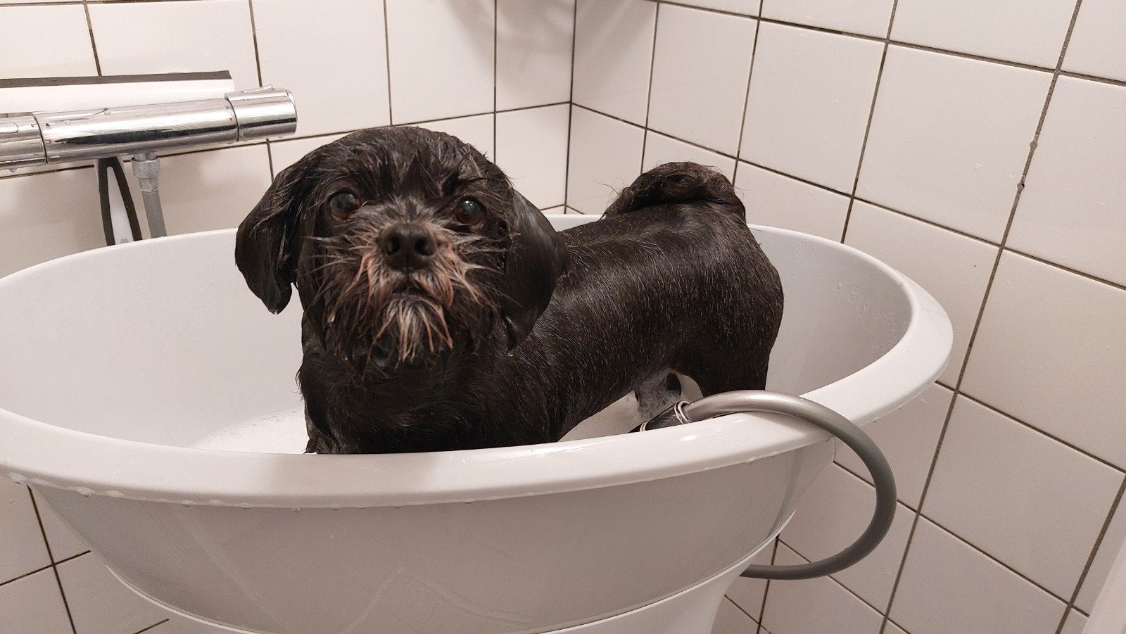 Lhasa Apso teef, 6 jaar of ouder, Overige rassen, Teef, Eén hond