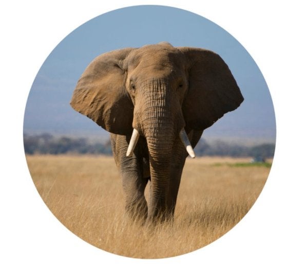 Rond glas schilderij olifant Ø 40 cm. OPRUIMING: NU € 25,-, Minder dan 50 cm, Overige typen, Nieuw, Ophalen of Verzenden