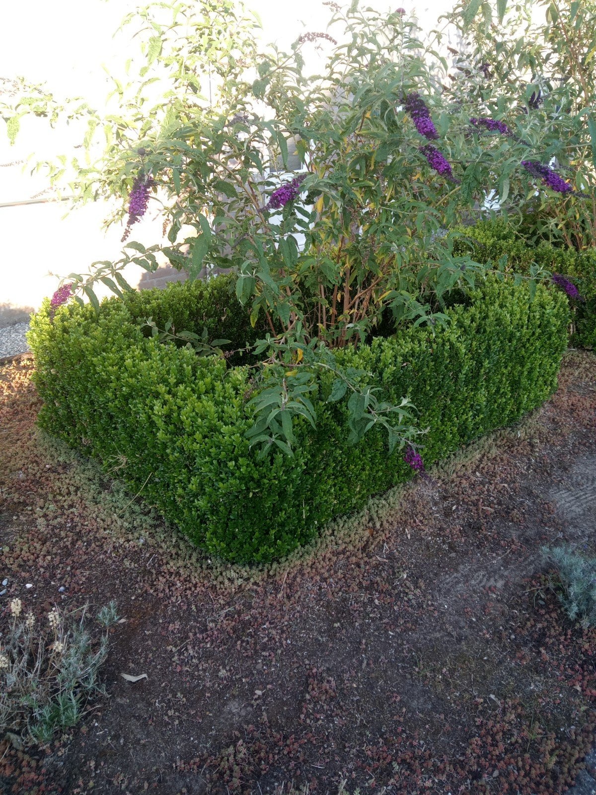 buxus GRATIS, Tuin en Terras, Ophalen, Buxus, Haag, Minder dan 100 cm