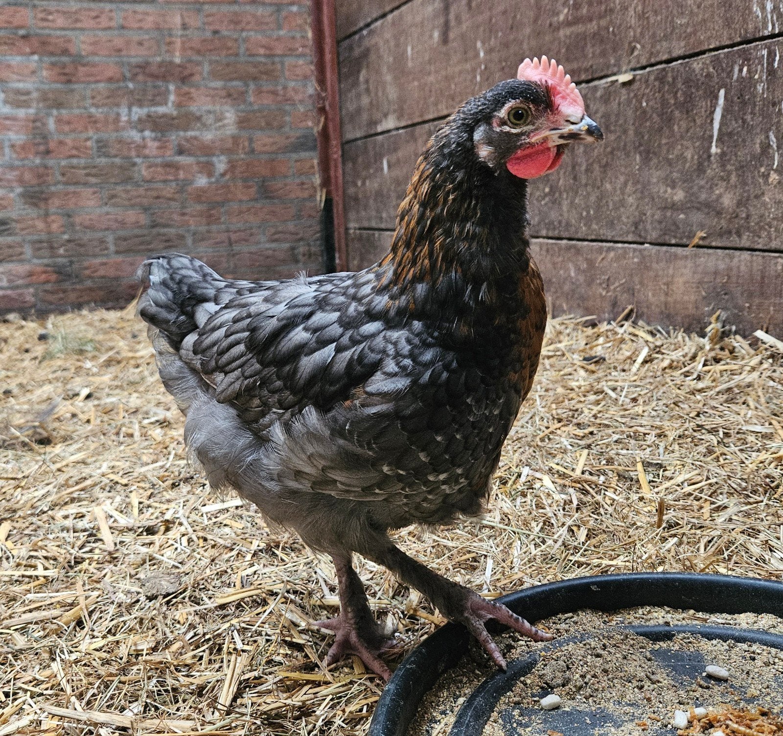 Marans blauw koperhals haantje, Dieren en Toebehoren, Pluimvee, Mannelijk, Kip