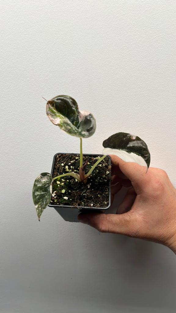 Alocasia Cuprea Albo/Pink Variegata - Zeldzame Schoonheid #2, Overige soorten, In pot, Minder dan 100 cm, Groene kamerplant