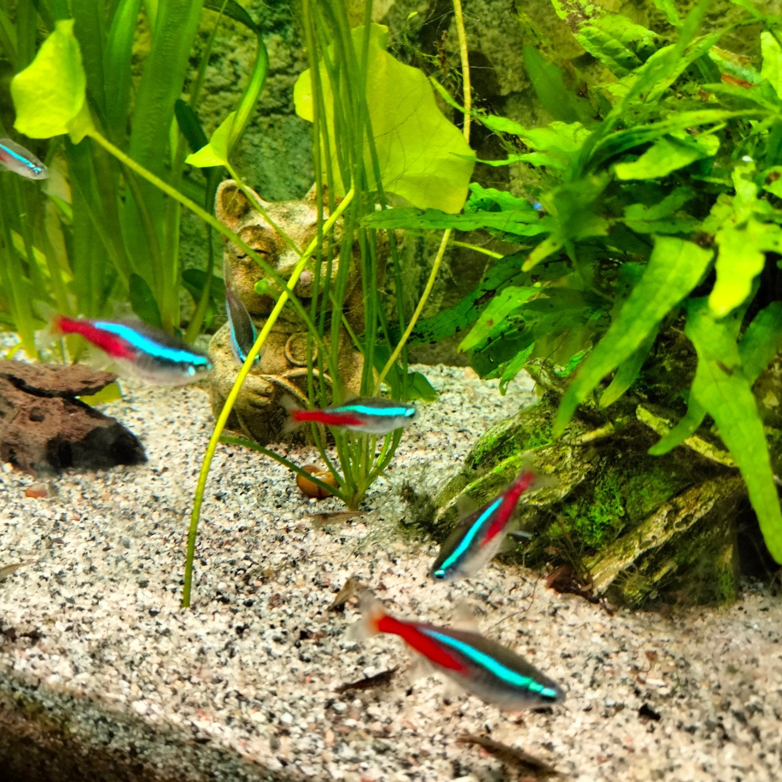12 Neon Tetra's, Dieren en Toebehoren, Vis, Zoetwatervis, Schoolvis