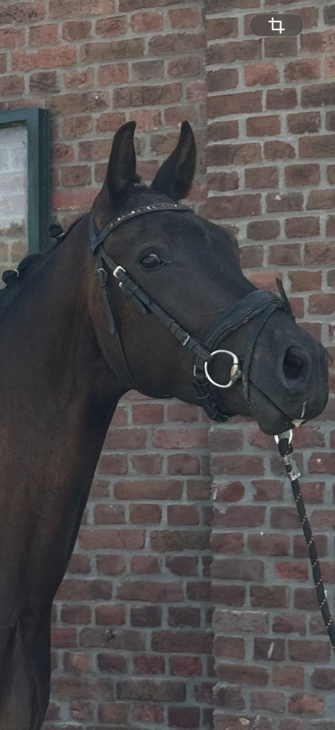 EXTRA BEWEGENDE KERN GEZONDE 3 JR FOR FERRERO RUIN!!163-164, Dieren en Toebehoren, Paarden, Met stamboom, Ruin, Dressuurpaard