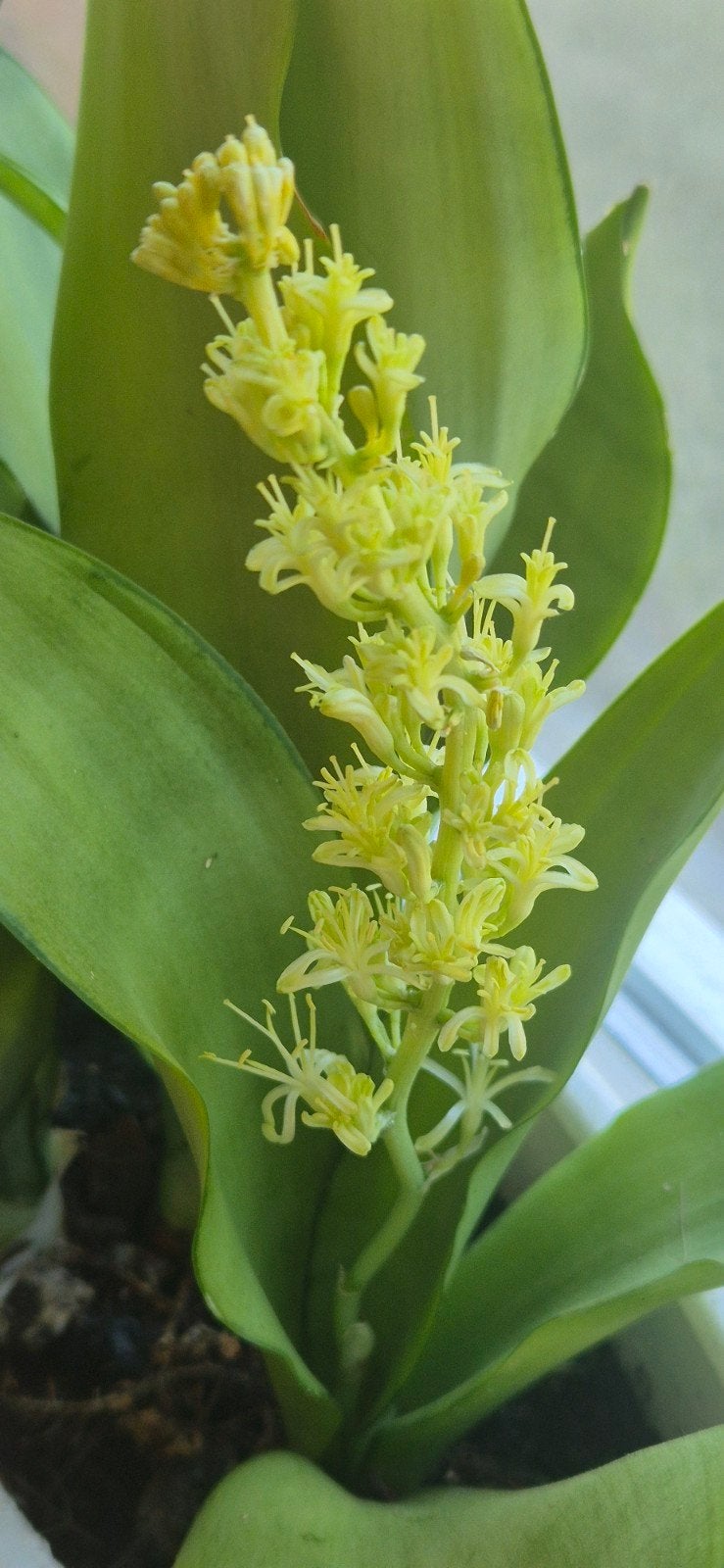 Unieke Bloeiende plant, Huis en Inrichting, Kamerplanten, Ophalen, Halfschaduw, Minder dan 100 cm