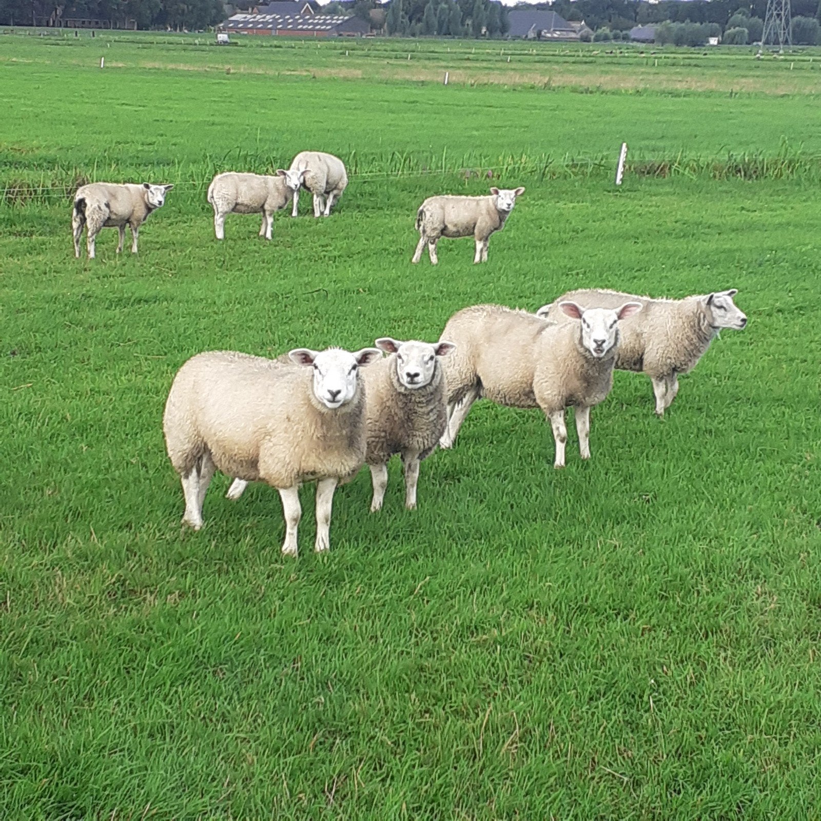 ooien schapen, Vrouwelijk, Schaap