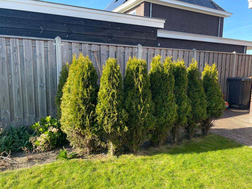 Thuja Smaragd 10x, Ophalen, Conifeer, 100 tot 250 cm