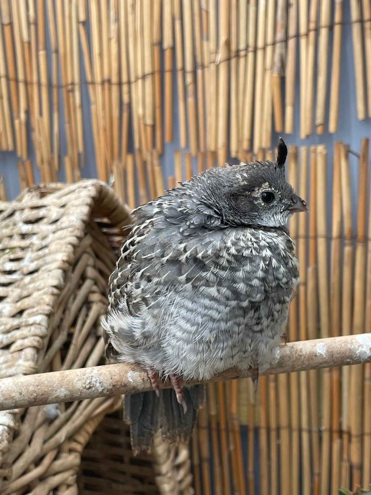 Natuurbroed californische kuifkwartels, Meerdere dieren