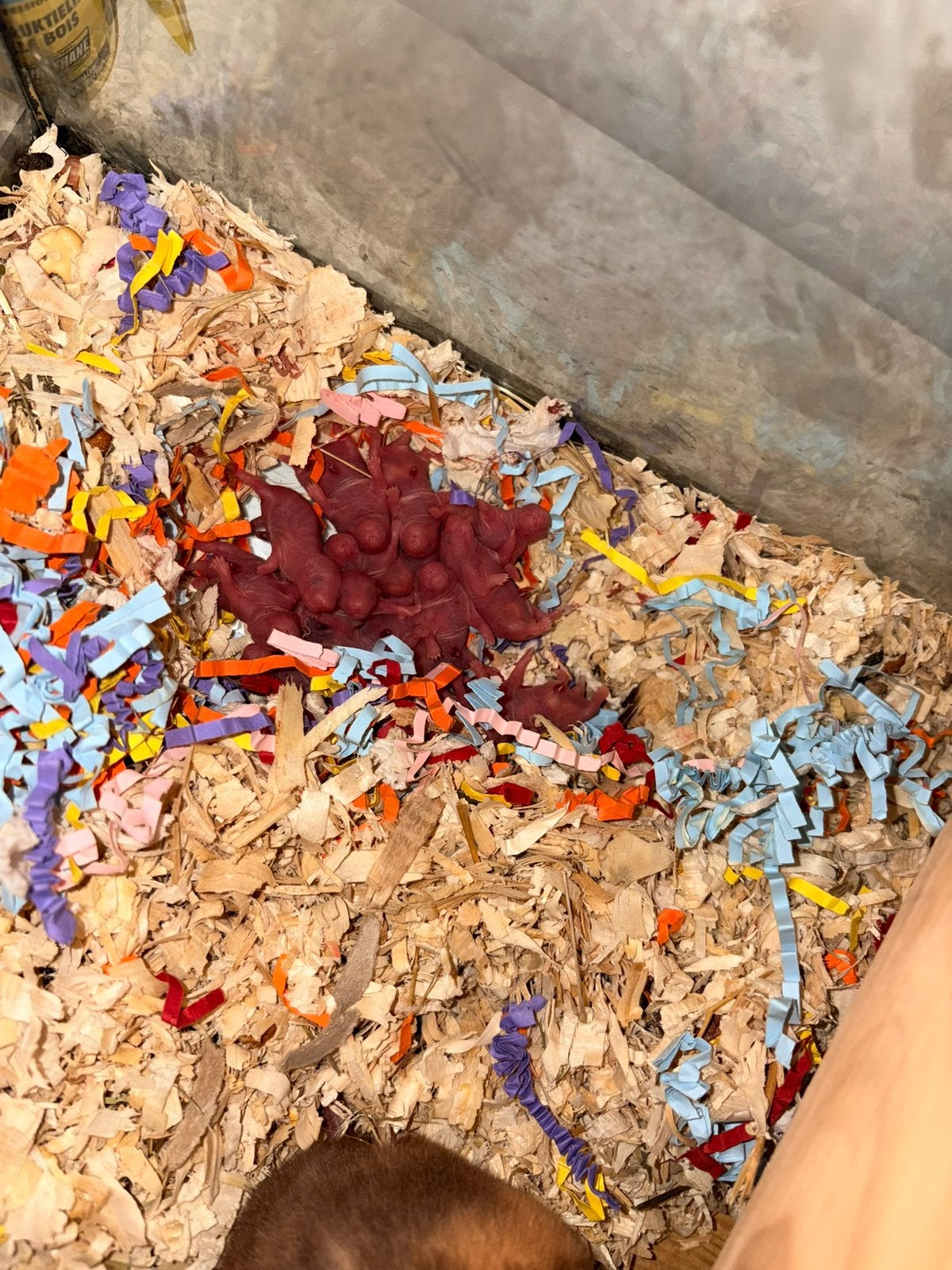 Syrische hamsters / goudhamster, Dieren en Toebehoren, Hamster, Augustus, Meerdere dieren, Tam