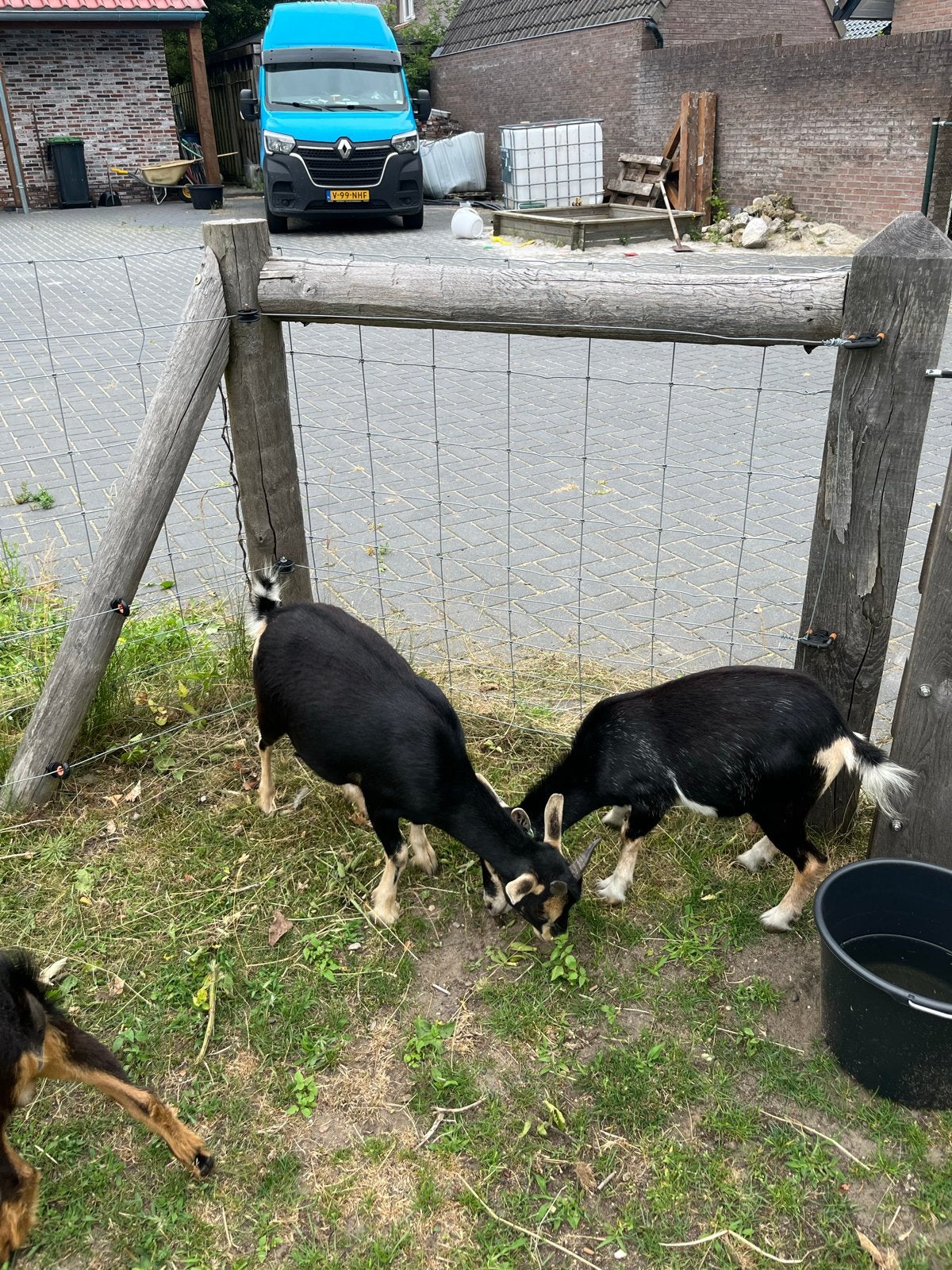 2 jonge geiten, Dieren en Toebehoren, Schapen, Geiten en Varkens, Vrouwelijk, Geit