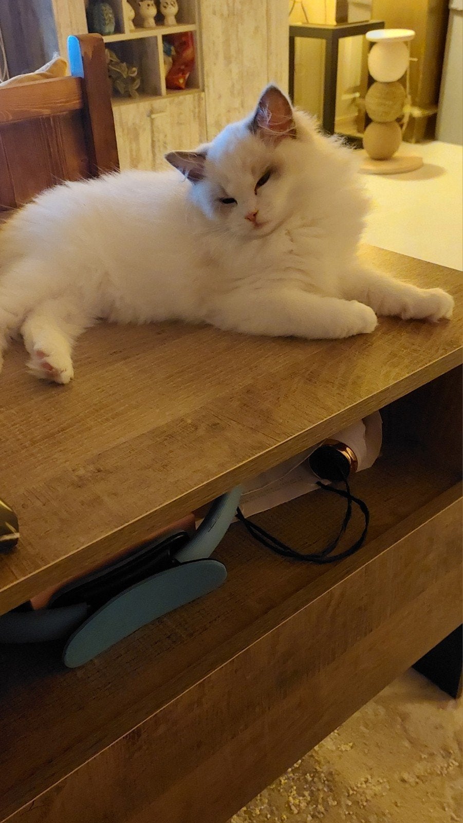 prachtige blue bicoler poesje beschikbaar  met stamboom, Dieren en Toebehoren, Poes, Met stamboom, 0 tot 2 jaar
