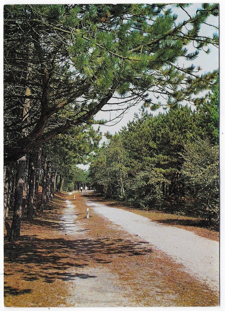 De Steeg gelopen Ansichtkaart ( B2735 ), Ophalen of Verzenden, Voor 1920, Gelderland