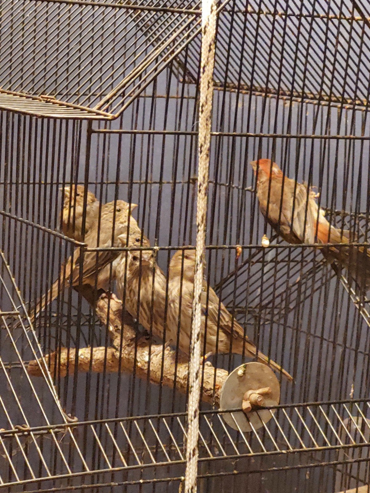 7 mexicaanse roodmussen, Dieren en Toebehoren, Meerdere dieren