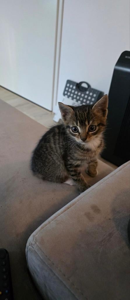 Lieve aanhankelijke kitten (kater) complete set, Dieren en Toebehoren, Kater, Kortharig, 0 tot 2 jaar