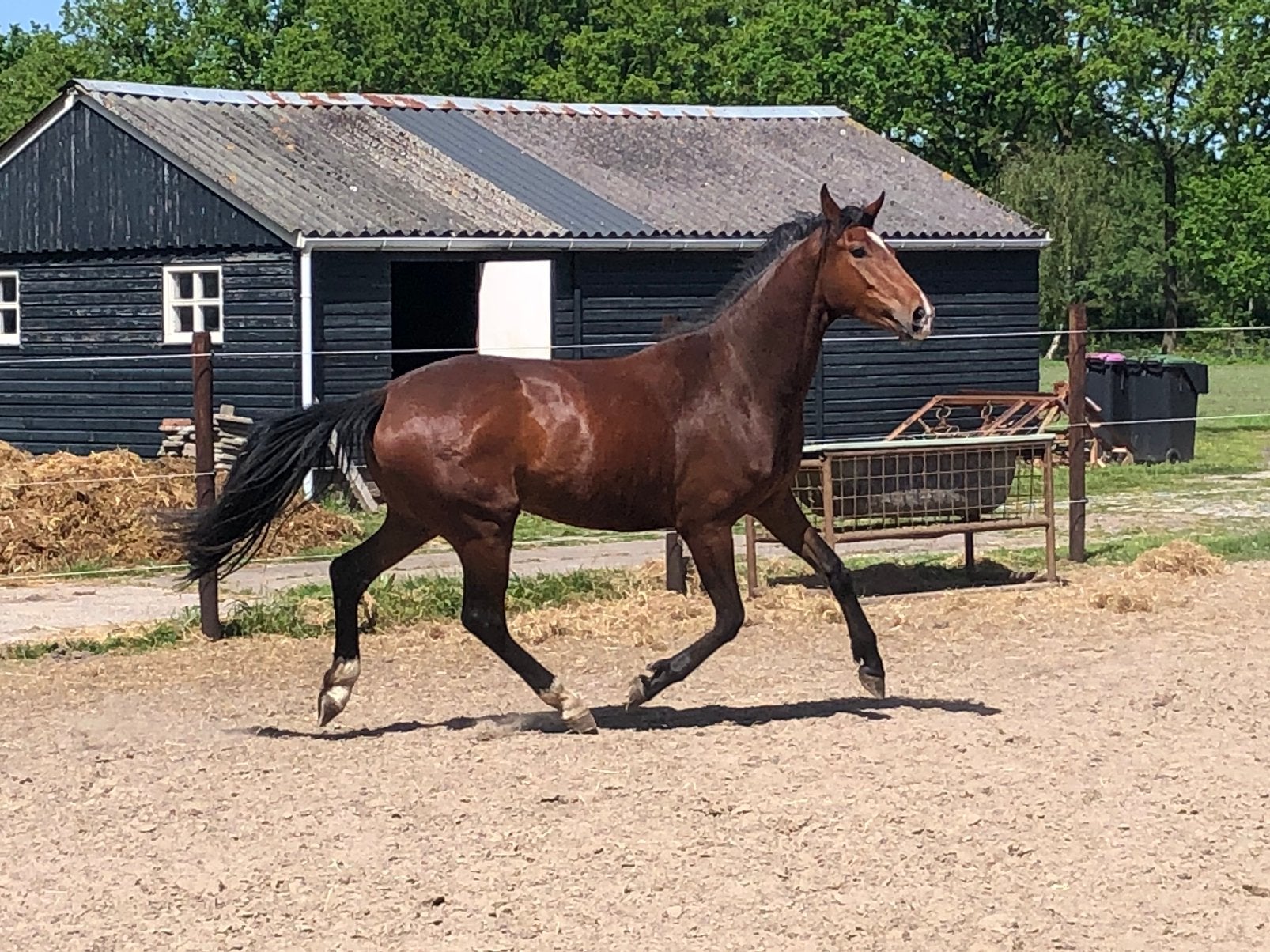 diverse paarden te koop., Dieren en Toebehoren, Paarden, Ruin, Dressuurpaard, Met stamboom, 0 tot 2 jaar