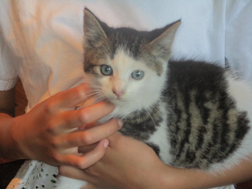 Jonge poesjes, kittens, Dieren en Toebehoren, Kater, Kortharig, 0 tot 2 jaar