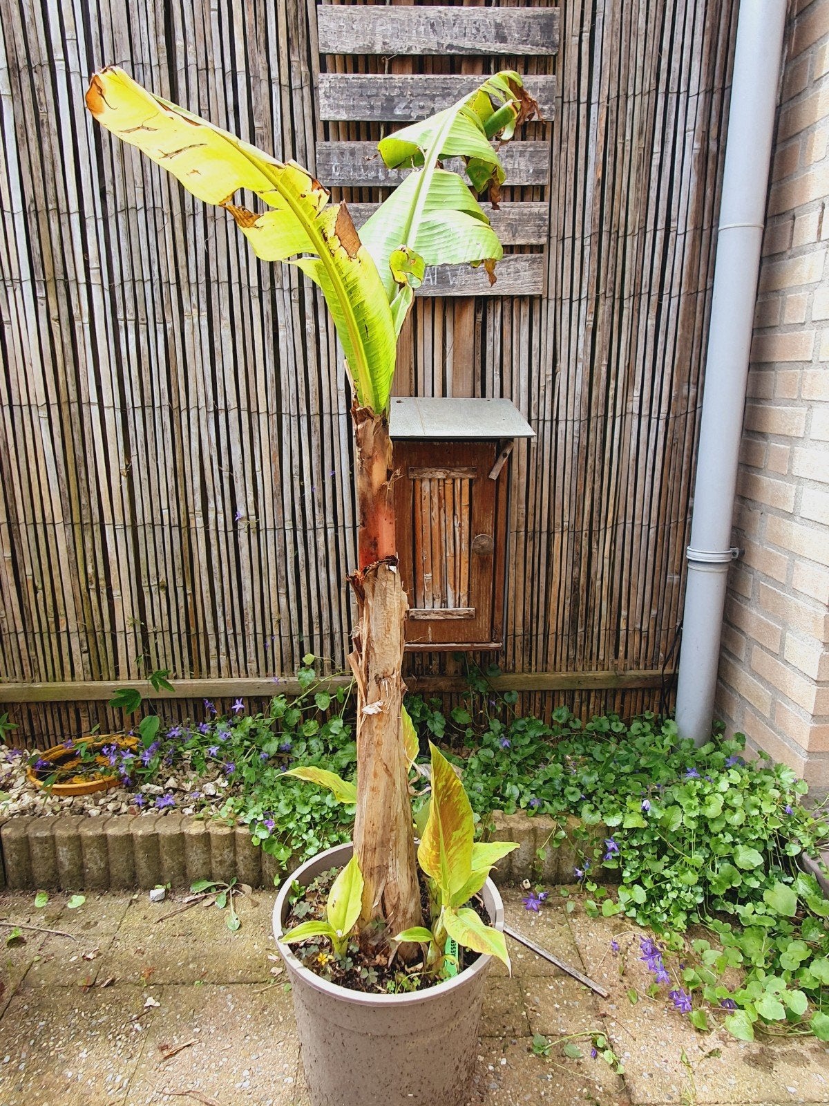 Bananenplant Musa Sikkimensis 'Red Tiger', Ophalen, Zomer, Overige soorten, Volle zon