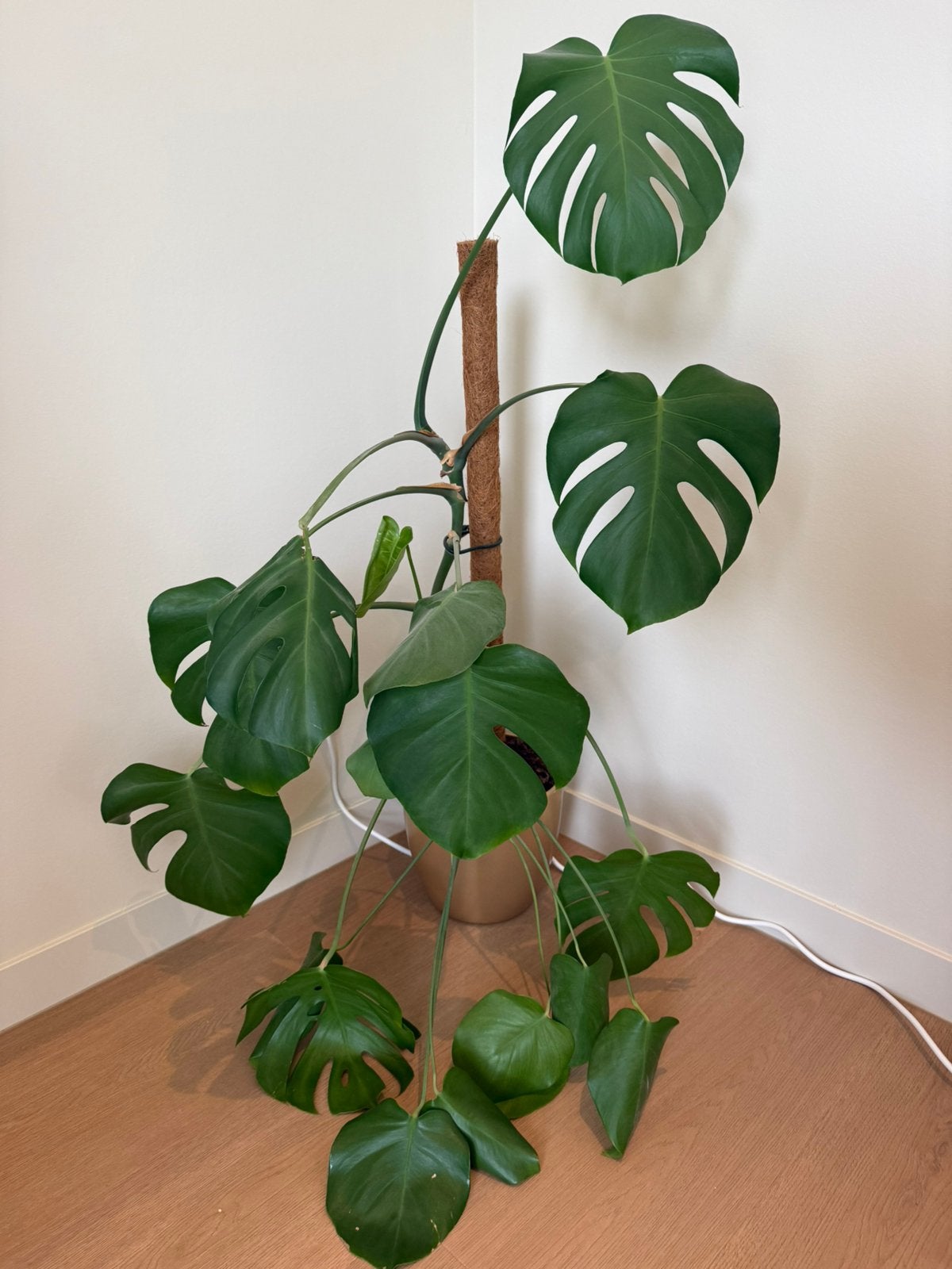 Grote monstera plant in mooie gouden pot, 100 tot 150 cm, In pot, Groene kamerplant, Halfschaduw