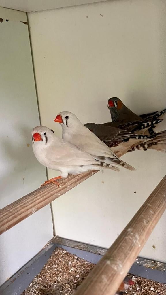 Circa 10 koppels zebravinken te koop, Dieren en Toebehoren, Meerdere dieren