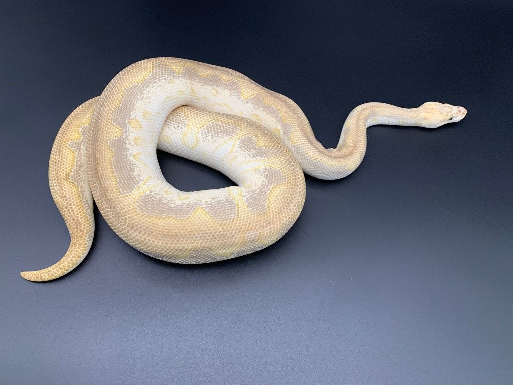 0.1 pastel lesser clown python regius volwassen Ball Python photo 3